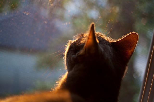 九游娱乐(jiuyou)官网-“未来足球明星：全国青少年足球大奖赛精彩纷呈”，2021青少年足球全国邀请赛