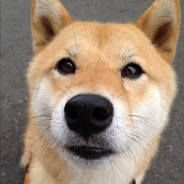 九游娱乐官网 (JIUYOU)-中国田径队展开科学训练计划，AI系统参与编排，中国田径协会最新田径竞赛规则