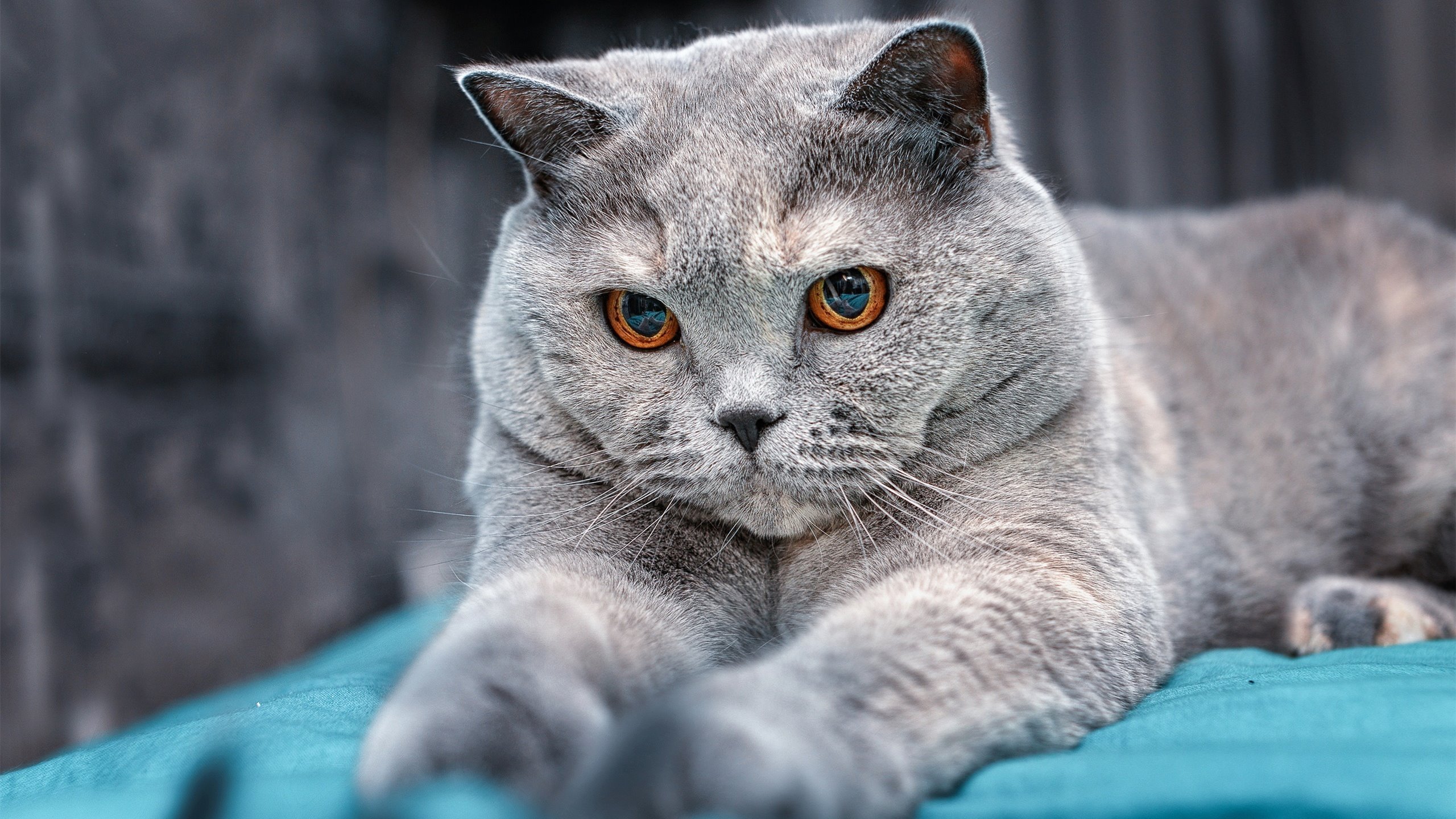 体育媒体联手报道,扩大台球运动影响力,台球提高