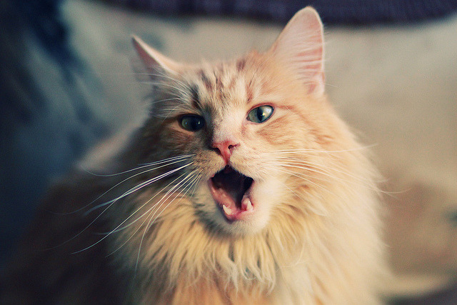 九游下载中心-史上最大“黑马奇迹”军团逆袭登顶，黑马团原型