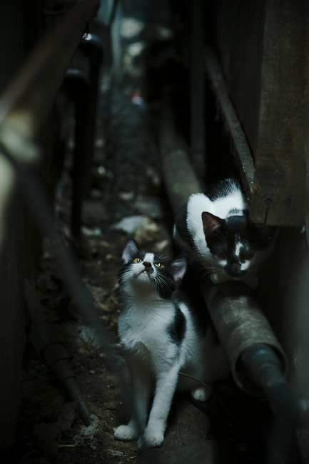 切尔西主场小胜诺丁汉森林,锁定欧冠席位,切尔西主场小胜诺丁汉森林,锁定欧冠席位了吗