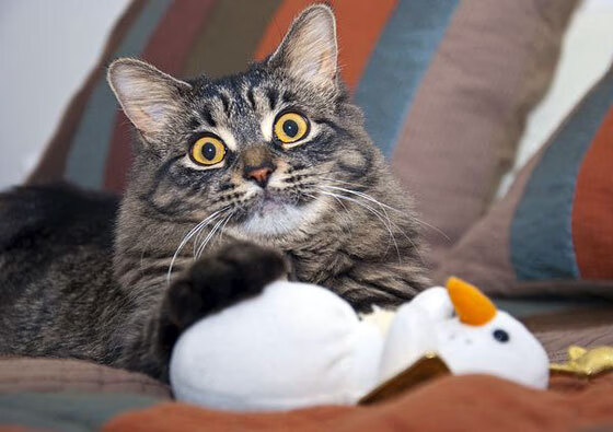 九游jiuyou-南特官宣签下喀麦隆国脚，期待他在球队崭露头角，南特是哪个国家