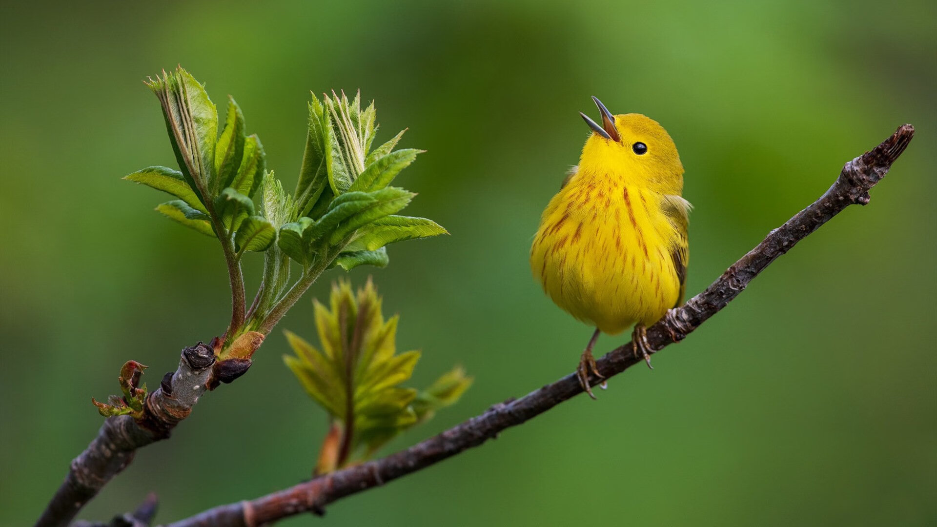 JiuyouAPP下载-柏林赫塔主场保持不败，德甲前四位置稳固，柏林赫塔主客场球衣