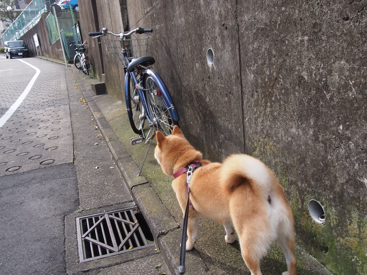 最新拳击积分系统解读,拳击比赛积分规则