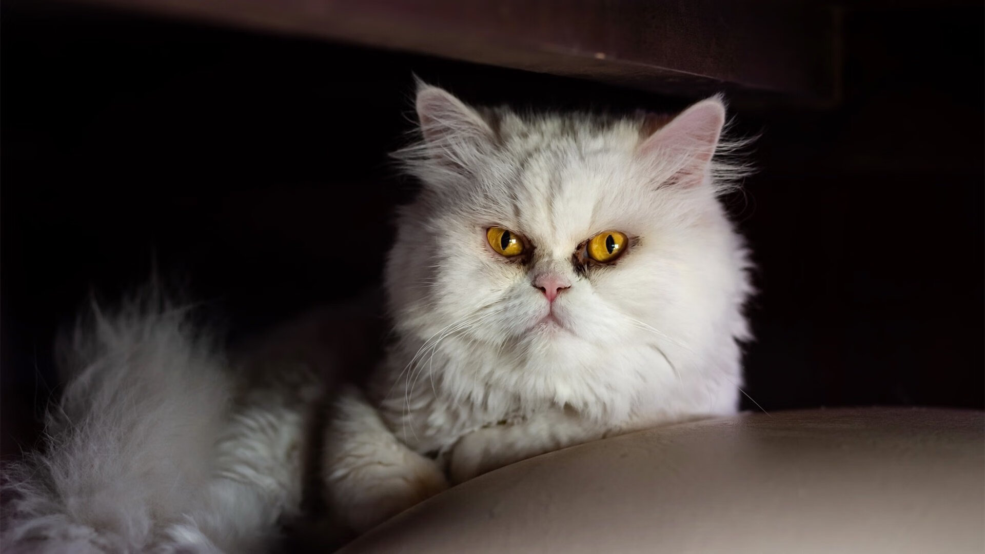 九游网页版官网-蒙彼利埃主场迎战南特，迎接挑战争夺胜利，蒙彼利埃俱乐部