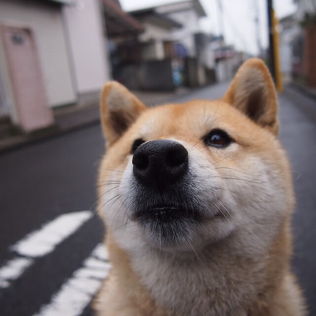 马斯坦图奥诺被视为迪斯蒂法诺接班人,或加盟皇马,康斯坦蒂诺斯·马诺拉斯