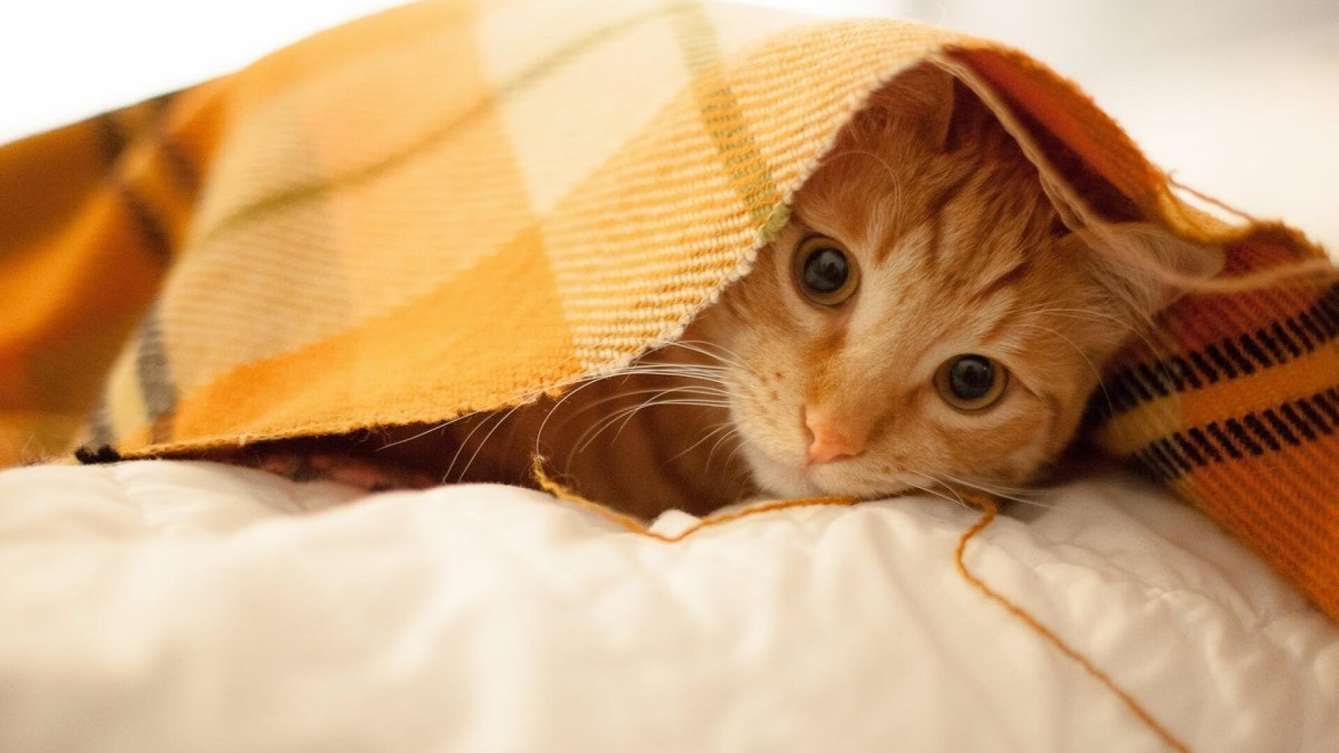 九游app下载中心-青少年体育培训效果评估报告，青少年体育培训效果评估报告怎么写