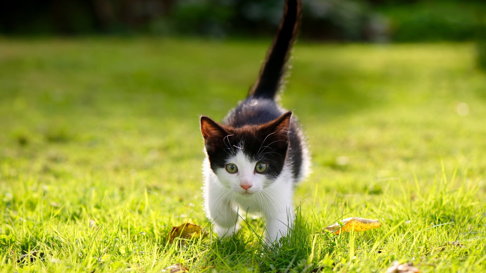 九游电脑版-快节奏打法是否更考验场上执行的即时反馈能力，快节奏举例