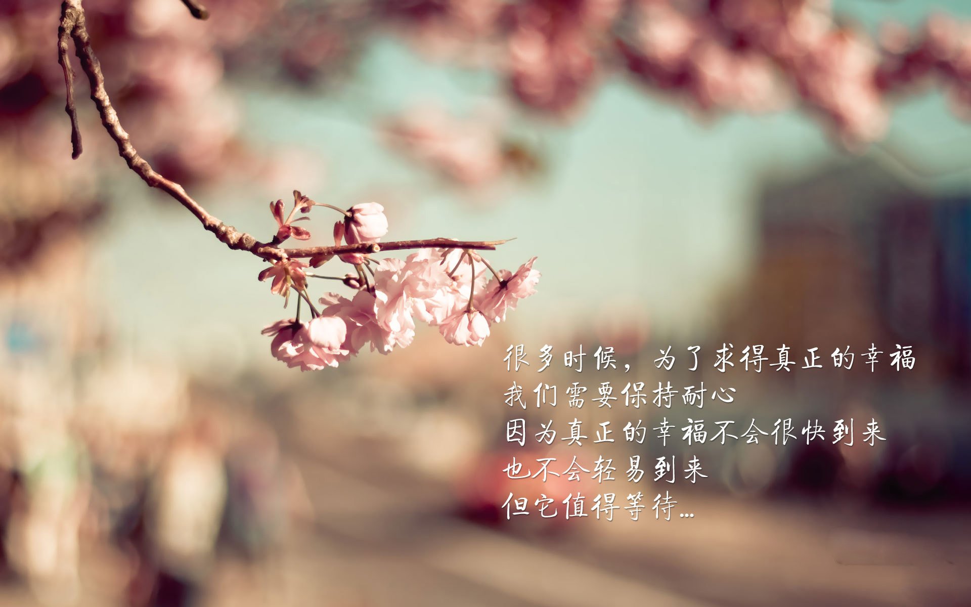 “埃尔斯·霍斯特：南非橄榄球的未来领军人物”