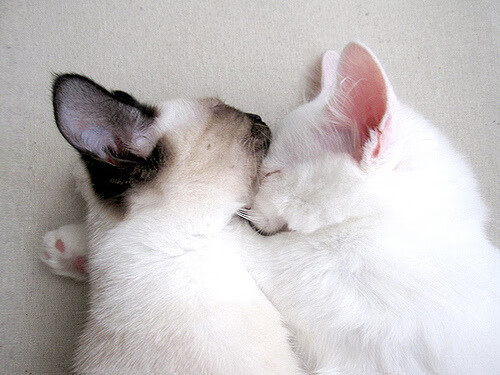 戴维·帕特森的快速反击与精准传球,助袋鼠队全面制胜,戴维a帕特森