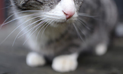 JIUYOU GAMING-皮特·斯图斯：世界最佳后排球员的强力回归，斯图皮特2021